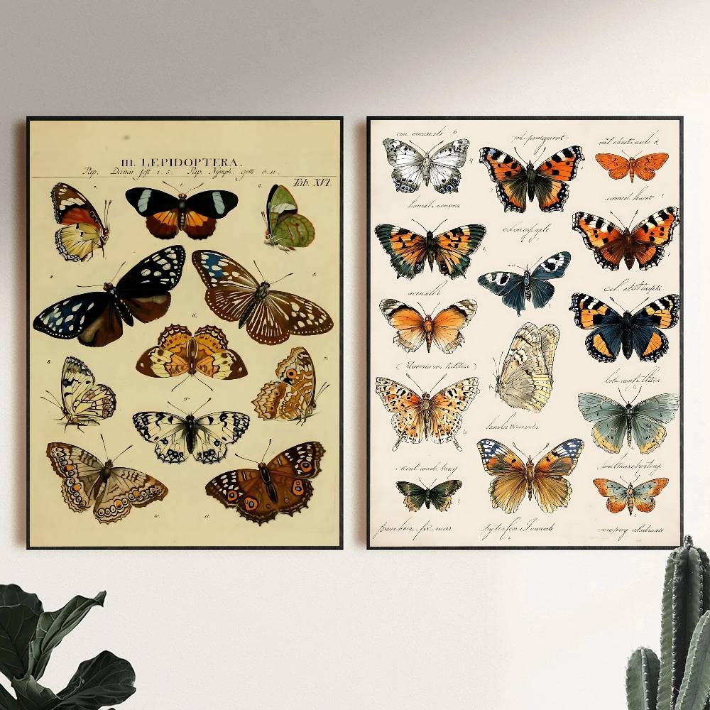 Plakaty z kolekcją motyli i ow – Vintage Collectible Posters recenzja i cena
